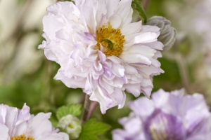 Anemone 'Frilly Knickers' New 2025